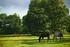 New Forest Ponies