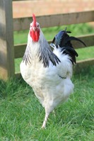 Sussex chicken