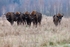 Bison Romania