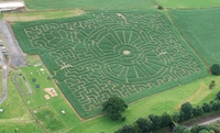 The poppy design at the Lakeland Maize Maze