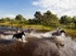 Horseback safaris