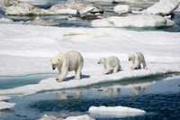 Northwest Passage Polar Bears