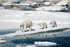 Northwest Passage Polar Bears