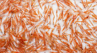 Krill oil supplements for Omega 3 - Better than fish oils?