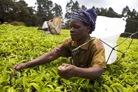 Fairtrade on the menu at 2014 Commonwealth Games