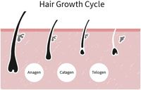 Hair loss - a sign of aging?