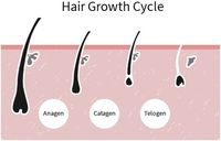 Hair Growth Cycle