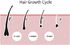 Hair Growth Cycle