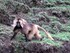 Baboon in the Simien Mountains