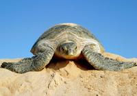 Turtle watching in Oman