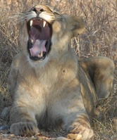 Yawning lion (copyright Anthea Myburgh)