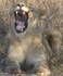 Yawning lion (copyright Anthea Myburgh)