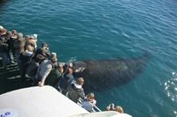 Whale Watching