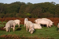 New Forest pigs New Forest pigs
