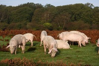 New Forest pigs