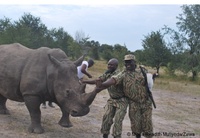 Zambian rhino puts spotlight on poaching crisis