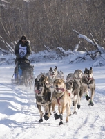Celebrate Yukon's wintertime revelry