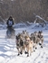 Yukon Quest