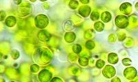 Could algae hold the key to reducing cholesterol? 