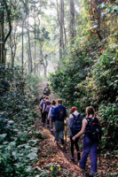 Gorilla trekking, Uganda (Acacia Africa)