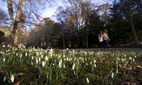 Snowdrop Festival