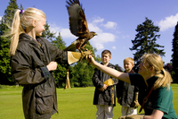 Family Falconry