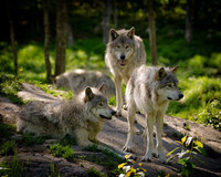 Wolves at the Bushcraft Show