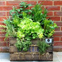 Garden in a box