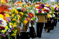 See the Medellin Flower Festival