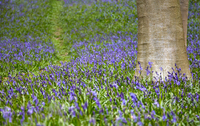 Bluebell wood photography tour