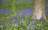 Bluebell wood photography tour