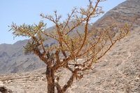 Discover Oman’s Frankincense Coast