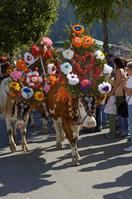 Summer traditions in Tirol 2015