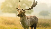 Stag Stag