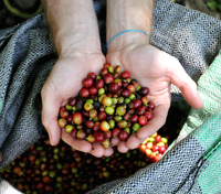 Fair trade coffee beans harvested near Cusco, Peru