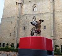 Langley Castle Hotel guest, Daisy the Whippet, with the PetWeighter bowl