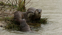 Otter-ly loveable - making their home at Great Kneighton