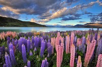 What are the best months to go to New Zealand?