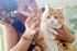 pets