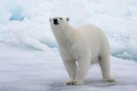 The best place in the world to experience Arctic wildlife