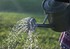 watering can