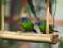 parrot