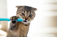 Factors Contributing to Your Cat's Oral Health